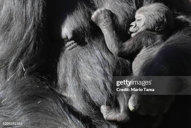 Three-week-old baby girl gorilla, as yet unnamed, clings to her mother N’djia at the L.A. Zoo on February 11, 2020 in Los Angeles, California....