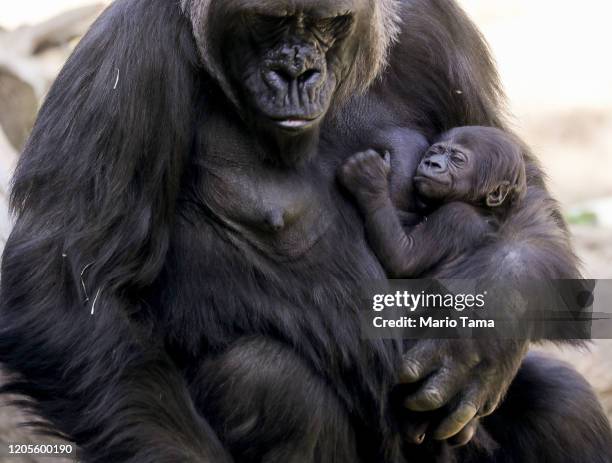 Three-week-old baby girl gorilla, as yet unnamed, clings to her mother N’djia at the L.A. Zoo on February 11, 2020 in Los Angeles, California....