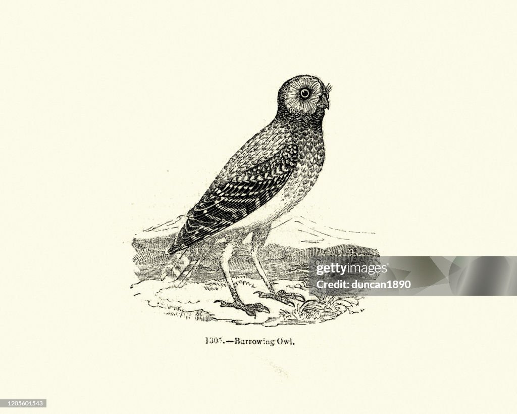 Birds of prey, Owls, burrowing owl (Athene cunicularia)