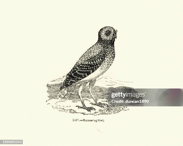 birds of prey, owls, burrowing owl (athene cunicularia) - burrowing owl stock illustrations
