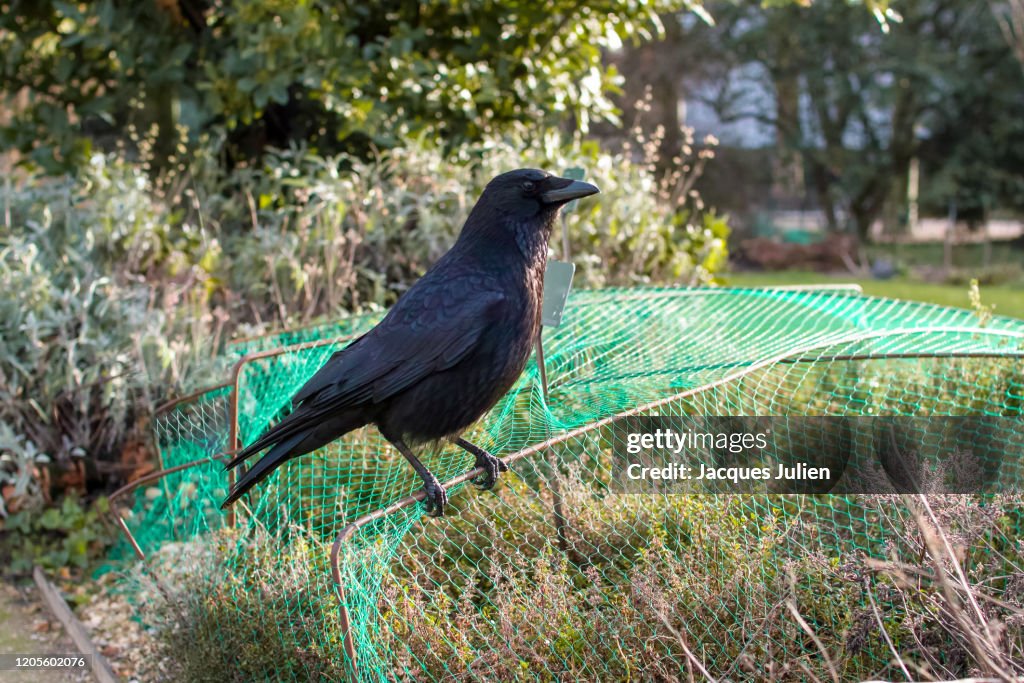 Crow perching on a bird screen at Le Jardin des Plantes, Paris, France