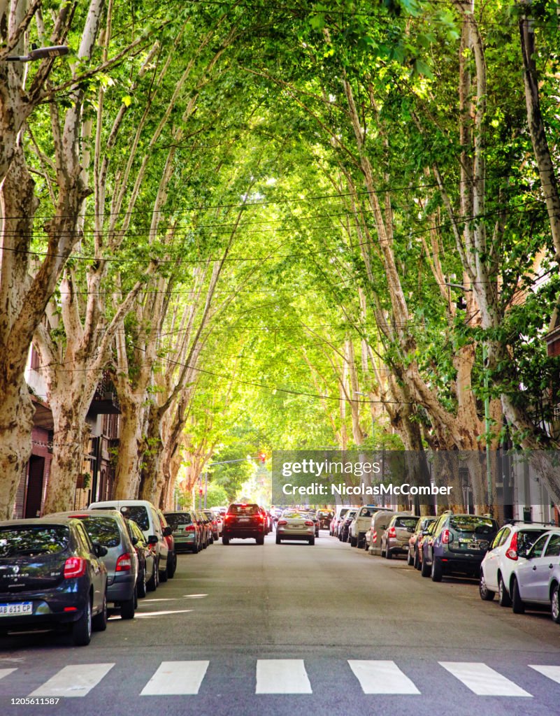 Buenos Aires Palermo street scene under a canopy of tipa trees in Springtime