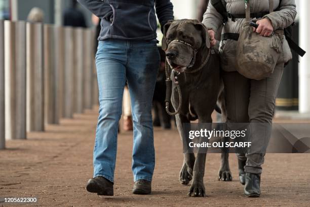 People arrive with a Great Dane dog on the third day of the Crufts dog show at the National Exhibition Centre in Birmingham, central England, on...