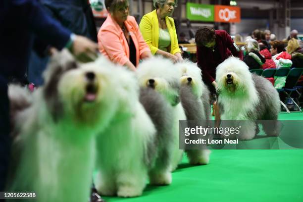 Row of Old English Sheepdogs are judged on day 3 of the Crufts dog show at the NEC Arena on March 7, 2020 in Birmingham, England. The annual four-day...