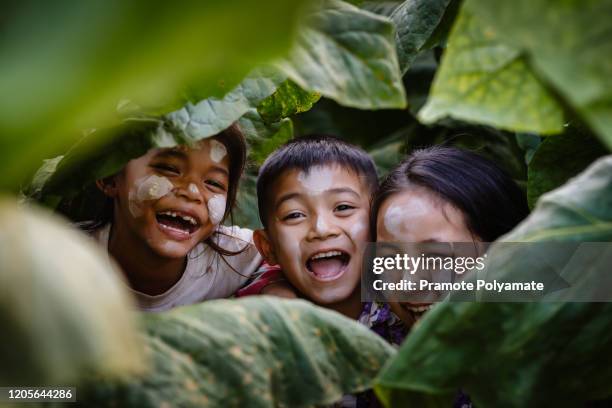 the faces of three burmese children laughing happily on the tobacco plantation. - 貧困 子供 ストックフォトと画像