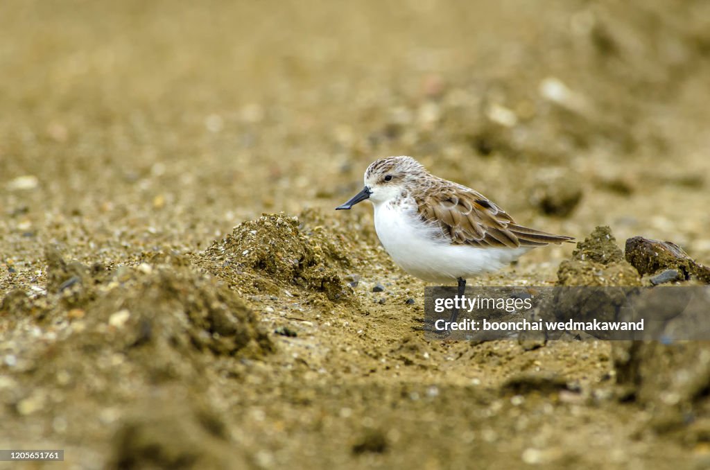 Beautiful mangrove bird, Spoon-billed sandpiper (Calidris pygmaea)
