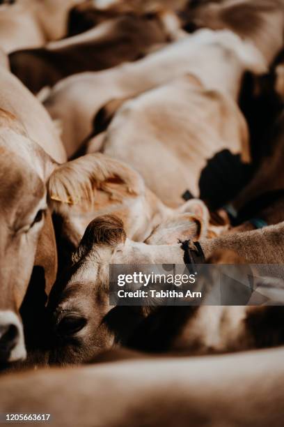 kuh kühe milchkuh milchkühe braunvieh bauernhof kuhherde rinder - milchkuh stockfoto's en -beelden