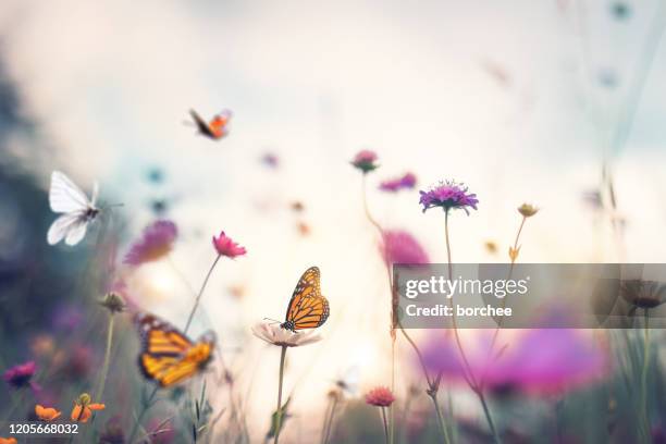 mariposas - nymphalidae mariposa fotografías e imágenes de stock