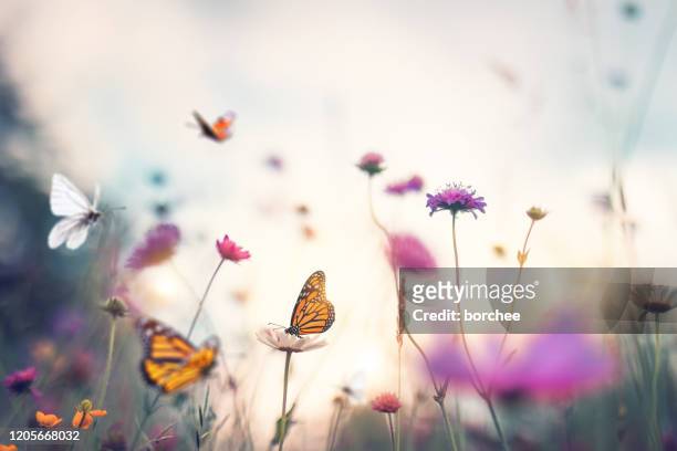 fjärilar - blomkorg bildbanksfoton och bilder