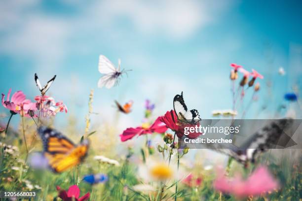 butterfly meadow - insect imagens e fotografias de stock