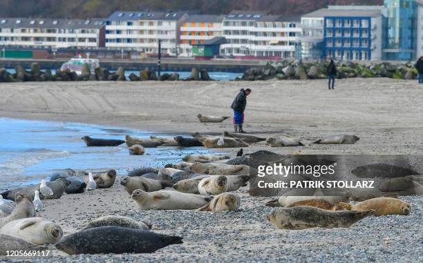 Gray seals lay on the beach on the north Sea island of Helgoland, Germany, on March 7, 2020.