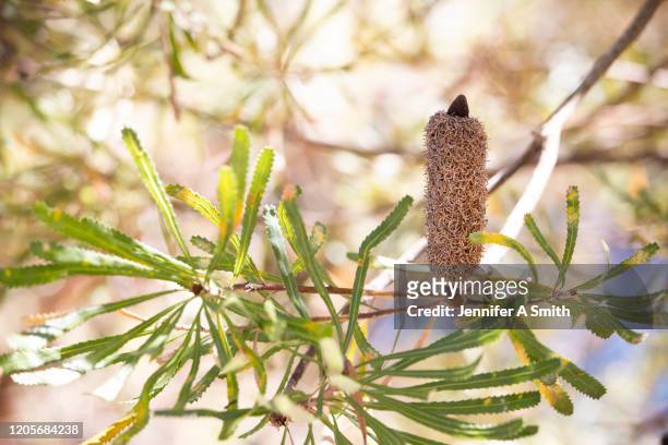 banksia - brousse photos et images de collection