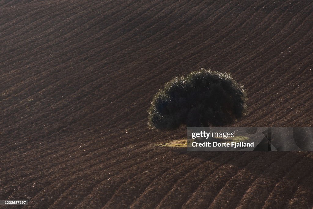 A single olive tree on a brown, freshly plowed field