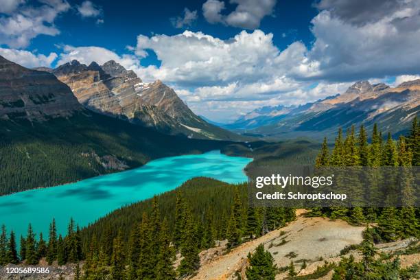 peyto lake, banff national park, alberta, canada - peyto lake stock pictures, royalty-free photos & images