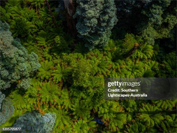 Trees Otway Ranges 239 Otway Rainforest National Park Stock Photos, High-Res Pictures, and ...