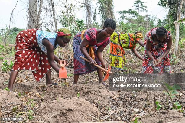 Women farmers plow their fields in the village of Kokoti-Kouamekro on February 25, 2020. - A group of around 30 women from the agricultural village...