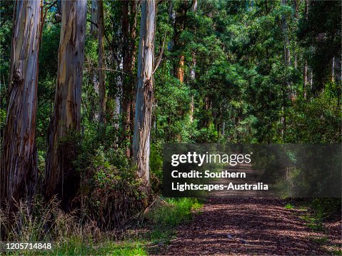 Trees Otway Ranges Temperate Rainforest Otway Ranges National Park Victoria Australia High ...