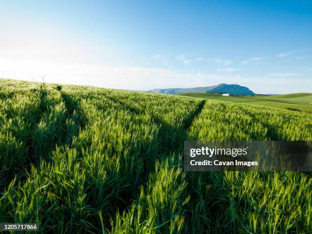 agricultural landscape in ardales, malaga, spain - geografía física stock-fotos und bilder