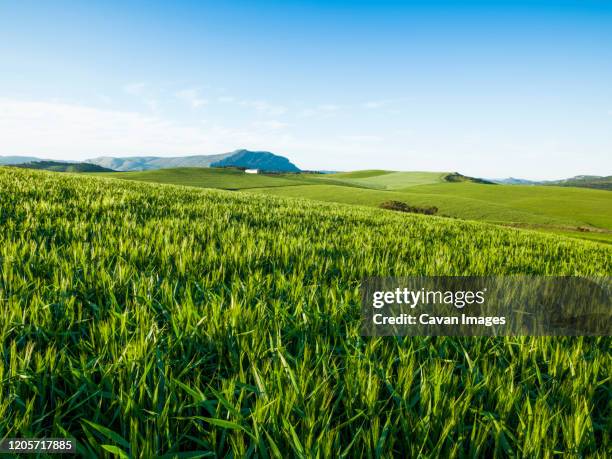 agricultural landscape in ardales, malaga, spain - geología stock-fotos und bilder