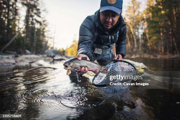 a man catches a trout during a fall morning on a maine river - trout stock pictures, royalty-free photos & images