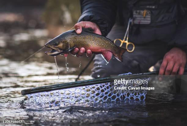 a man catches a brook trout during a cold morning in maine - fly fishing fotografías e imágenes de stock