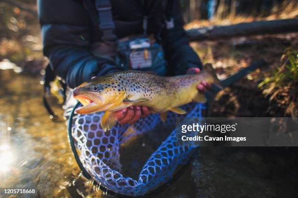 a man catches a large brown trout on a river in maine - reo fotografías e imágenes de stock