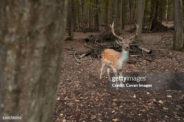 deer dots bruno czech republic moody forest - elkhart stock pictures, royalty-free photos & images