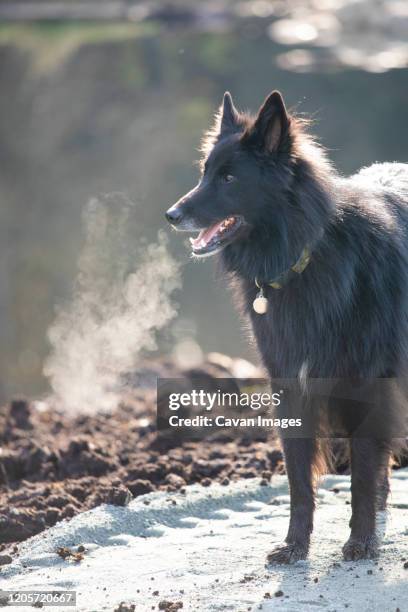 dog's breath showing on cold day outside. - schipperke stock pictures, royalty-free photos & images