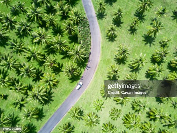 aerial shot of silver car driving through palm trees - cairns stock pictures, royalty-free photos & images