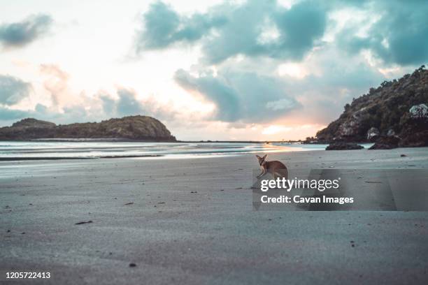 kangaroo at beach against cloudy sky during sunrise - kangaroo on beach foto e immagini stock