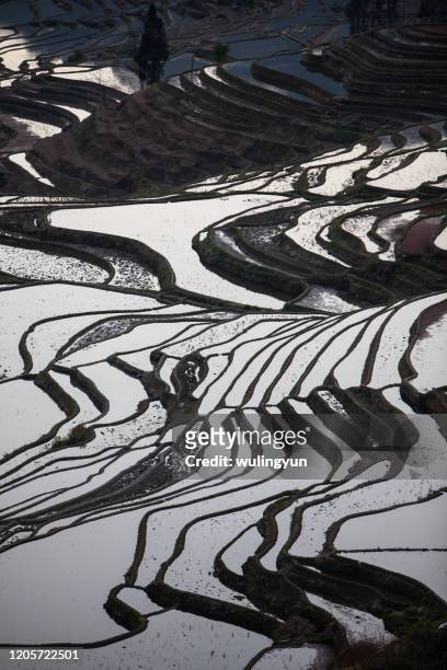 beautiful curves of hani tribe rice terraces - paddy fields yunnan stock-fotos und bilder