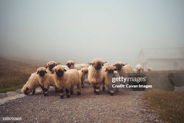 herd of valais blacknose sheep walking through alpine village in fog - sheep walking stock pictures, royalty-free photos & images