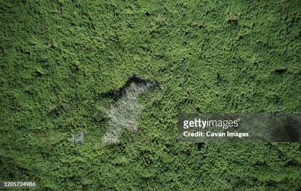 arial view or low bushes - snow on grass stock pictures, royalty-free photos & images