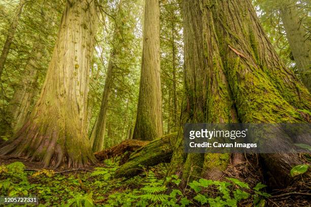 giant trees in old growth forest, nelson, british columbia - bosque primario fotografías e imágenes de stock