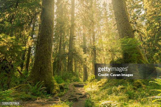 hoh rainforest, olympic national park, washinton - bosque primario fotografías e imágenes de stock