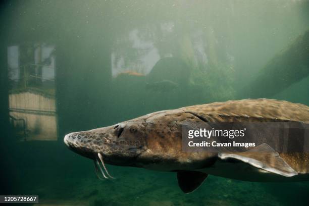 a giant sturgeon swims in a pond at the bonneville fish hatchery. - sturgeon fish stock pictures, royalty-free photos & images