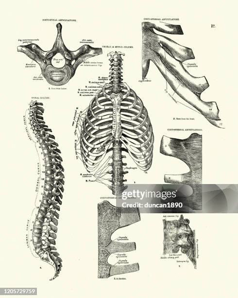 thorax, wirbelsäule, rippenkäfig, viktorianische anatomische zeichnung - medical diagram stock-grafiken, -clipart, -cartoons und -symbole