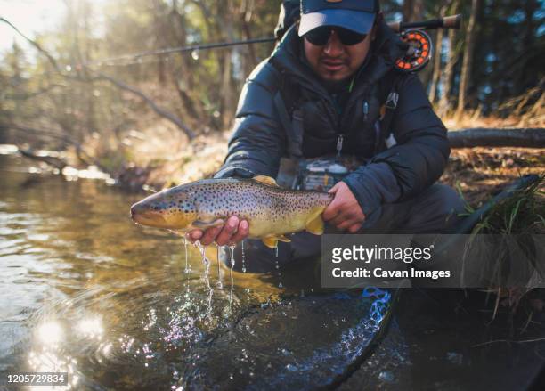 a man catches a large brown trout on a river in maine - perch stock pictures, royalty-free photos & images