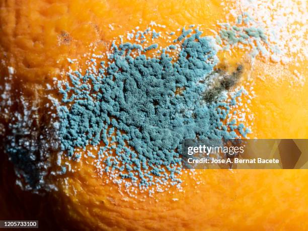 full frame of rotten orange. moldy orange - moldy fruit stock pictures, royalty-free photos & images