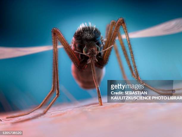 mosquito feeding on a human, illustration - dengue fotografías e imágenes de stock