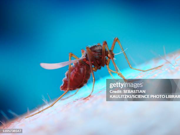 mosquito feeding on a human, illustration - malaria stock illustrations