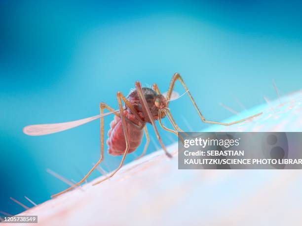 mosquito feeding on a human, illustration - pathogen transmission 幅插畫檔、美工圖案、卡通及圖標