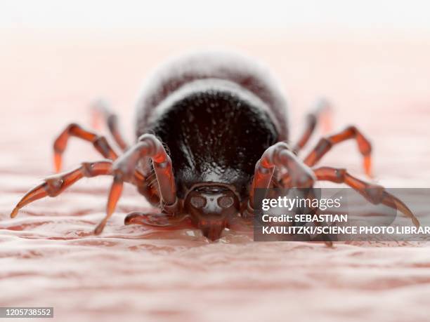 tick feeding on a human, illustration - sucking stock illustrations