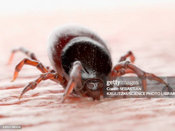 tick feeding on a human, illustration - suck stock illustrations