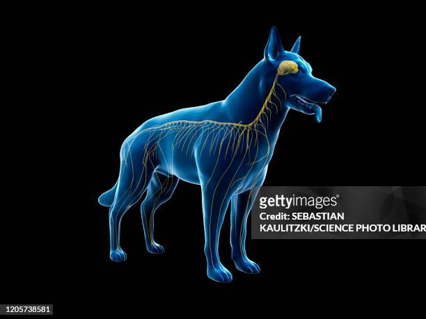 dog nervous system, illustration - mammal stock illustrations