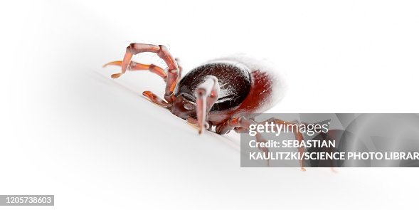 Tick, illustration Tick, illustration