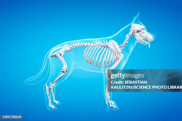 ilustraciones, imágenes clip art, dibujos animados e iconos de stock de dog skeleton, illustration - esqueleto de animal