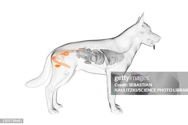 dog male reproductive organs, illustration - animal reproductive organ 幅插畫檔、美工圖案、卡通及圖標