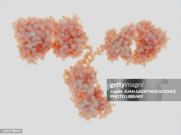 antibody, illustration - antibody stock illustrations