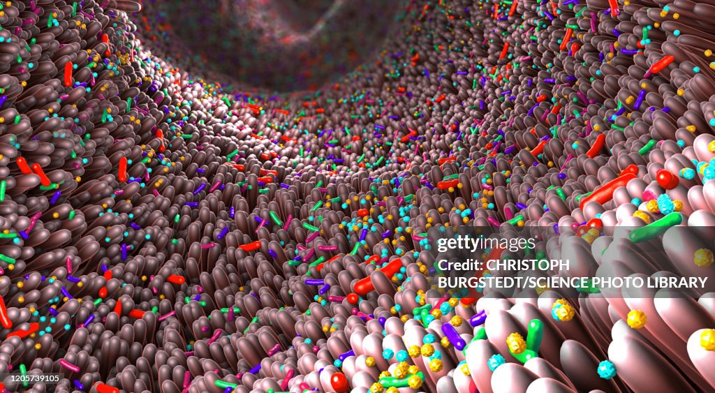 Microbiota of the human intestine, illustration